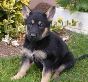 Photo №1. german shepherd - for sale in the city of Tiraspol | negotiated | Announcement № 124384