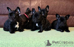 Photo №1. french bulldog - for sale in the city of Smederevo | negotiated | Announcement № 124222