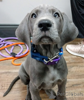 Photo №1. great dane - for sale in the city of Erlenbach Am Main | negotiated | Announcement № 173338