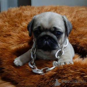 Photo №1. pug - for sale in the city of Dnipro | 500$ | Announcement № 165045