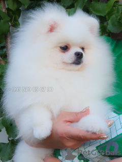 Photo №4. I will sell pomeranian in the city of Tbilisi. private announcement, from nursery, breeder - price - negotiated