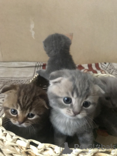 Photo №1. scottish fold - for sale in the city of Pinsk | negotiated | Announcement № 7335