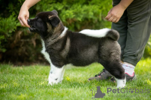 Photo №3. American Akita puppies. Ukraine