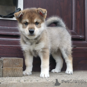 Photo №1. non-pedigree dogs - for sale in the city of Vaida | 516$ | Announcement № 158984