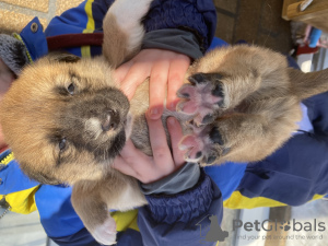Photo №2 to announcement № 89318 for the sale of non-pedigree dogs - buy in Russian Federation private announcement