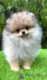 Photo №4. I will sell pomeranian in the city of Belgrade.  - price - negotiated