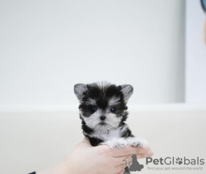 Photo №1. maltese dog - for sale in the city of Hanau | 317$ | Announcement № 98215