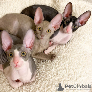 Photo №1. cornish rex - for sale in the city of Rome | negotiated | Announcement № 134023