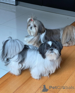 Photo №2 to announcement № 168663 for the sale of shih tzu - buy in Germany breeder