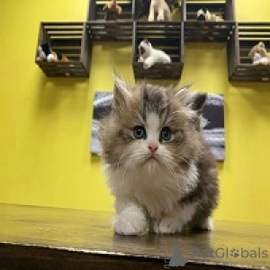 Photo №1. persian cat - for sale in the city of Münster | Is free | Announcement № 95204