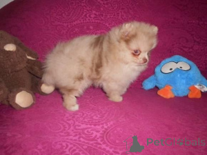 Photo №1. pomeranian - for sale in the city of Mayrhofen | negotiated | Announcement № 139116