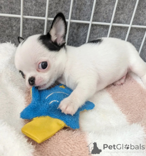 Photo №4. I will sell chihuahua in the city of Touolouse. breeder - price - negotiated