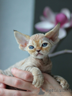 Photo №1. devon rex - for sale in the city of Stockholm | negotiated | Announcement № 171375