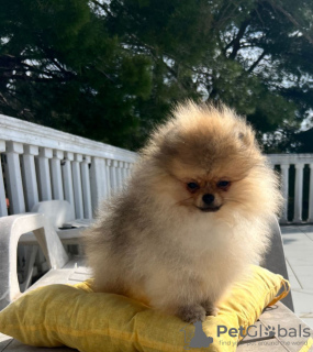 Photo №1. pomeranian - for sale in the city of Bar | 1691$ | Announcement № 39295