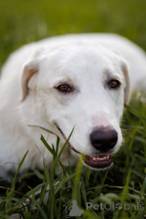 Photo №2 to announcement № 161456 for the sale of non-pedigree dogs - buy in Russian Federation private announcement