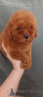 Photo №3. That next 2 Boyce. Ukraine