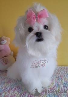 Photo №2 to announcement № 75191 for the sale of maltese dog - buy in Ukraine from nursery