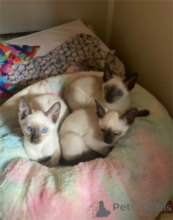 Photo №1. siamese cat - for sale in the city of Hannover | 329$ | Announcement № 153768