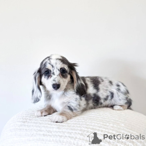 Photo №1. dachshund - for sale in the city of Bielefeld | negotiated | Announcement № 176445