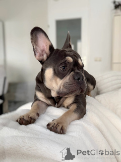 Photo №2 to announcement № 157835 for the sale of french bulldog - buy in Luxembourg private announcement