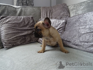 Photo №2 to announcement № 99950 for the sale of french bulldog - buy in Germany private announcement