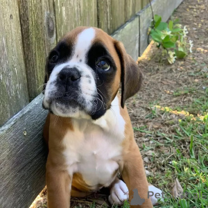 Photo №1. boxer - for sale in the city of Nuremberg | negotiated | Announcement № 174968