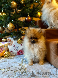 Photo №2 to announcement № 128845 for the sale of german spitz - buy in Latvia breeder