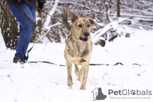 Additional photos: Cheerful active Cleo, 1.5 years old, looking for a home