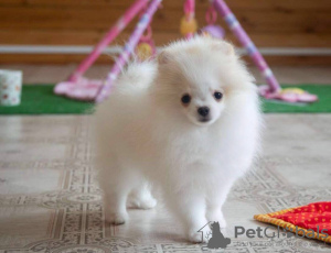 Photo №4. I will sell pomeranian in the city of Мадрид. private announcement - price - 592$