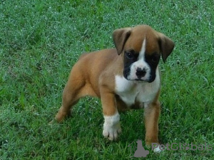 Photo №1. boxer - for sale in the city of Подгорица | negotiated | Announcement № 124332