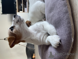 Photo №4. I will sell jack russell terrier in the city of Warsaw. private announcement - price - negotiated