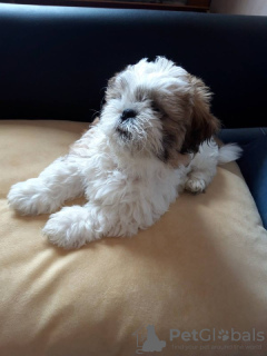 Photo №4. I will sell shih tzu in the city of Kharkov. private announcement - price - 414$