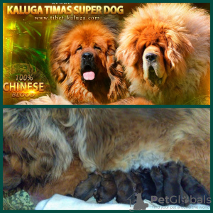 Photo №2 to announcement № 8716 for the sale of tibetan mastiff - buy in Russian Federation private announcement
