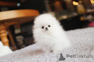 Photo №4. I will sell pomeranian in the city of East Palo Alto. breeder - price - negotiated