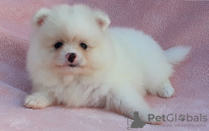 Photo №1. pomeranian - for sale in the city of Kishinev | negotiated | Announcement № 124372