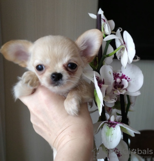 Photo №2 to announcement № 104011 for the sale of chihuahua - buy in Germany private announcement, breeder