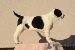 Photo №2 to announcement № 36984 for the sale of central asian shepherd dog - buy in Serbia breeder