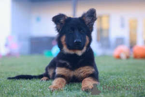 Photo №2 to announcement № 158065 for the sale of german shepherd - buy in Germany breeder
