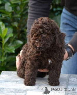 Photo №4. I will sell lagotto romagnolo in the city of Kragujevac. breeder - price - negotiated