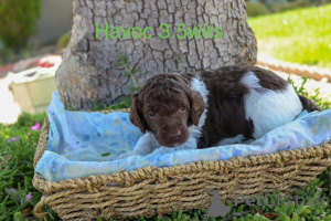 Photo №2 to announcement № 158388 for the sale of poodle (royal) - buy in Denmark private announcement