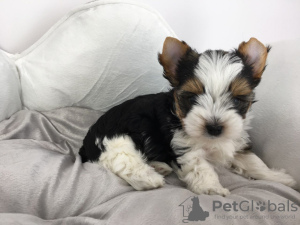 Photo №4. I will sell yorkshire terrier in the city of Роттердам. private announcement, from nursery - price - 423$