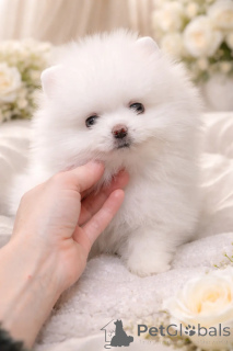 Photo №2 to announcement № 166527 for the sale of non-pedigree dogs - buy in Ukraine from nursery, breeder