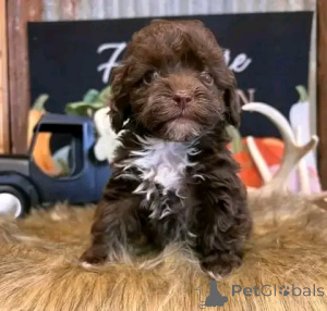 Photo №2 to announcement № 138154 for the sale of poodle (dwarf) - buy in United States breeder