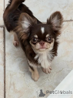Photo №1. chihuahua - for sale in the city of Helsinki | 557$ | Announcement № 149235