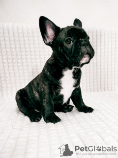 Photo №1. french bulldog - for sale in the city of Zhodino | 548$ | Announcement № 15908