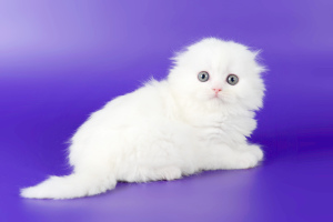 Photo №1. scottish fold - for sale in the city of St. Petersburg | Negotiated | Announcement № 3032