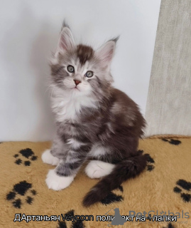 Photo №3. Rare six-toed kittens. Maine Coons are polydactyl. Russian Federation