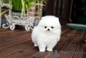 Photo №1. pomeranian - for sale in the city of Штутгарт | negotiated | Announcement № 48908