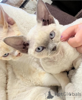 Photo №1. devon rex - for sale in the city of Augsburg | 329$ | Announcement № 151655