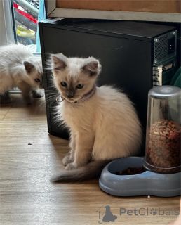Photo №1. birman - for sale in the city of Berlingen | 329$ | Announcement № 152929